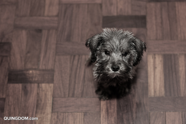 2-month-old Schnoodle, Austin, looking like a rodent in this photo.